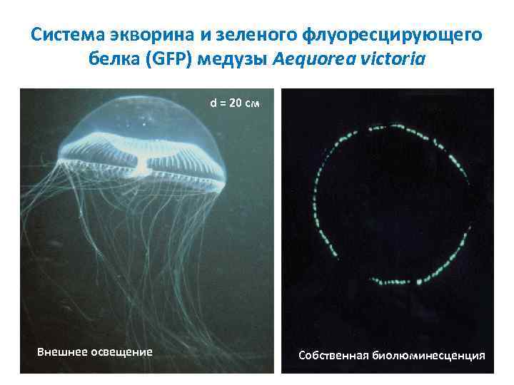 Система экворина и зеленого флуоресцирующего белка (GFP) медузы Aequorea victoria d = 20 см