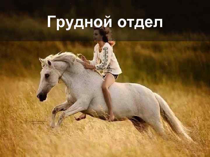 Грудной отдел 