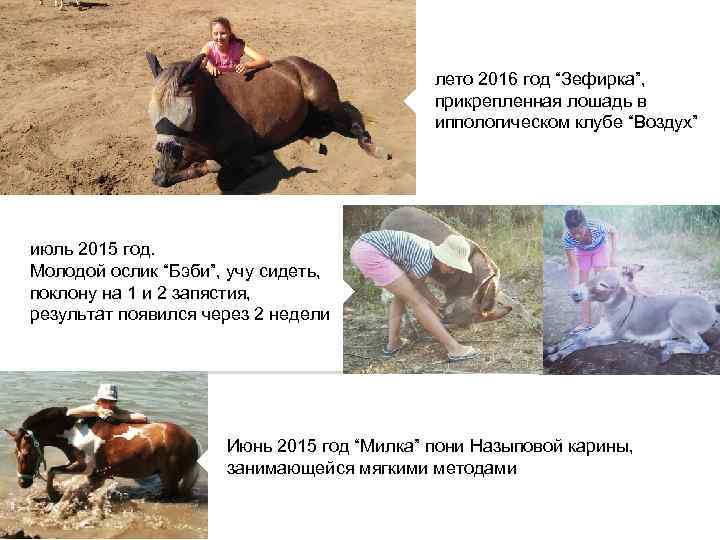 лето 2016 год “Зефирка”, прикрепленная лошадь в иппологическом клубе “Воздух” июль 2015 год. Молодой