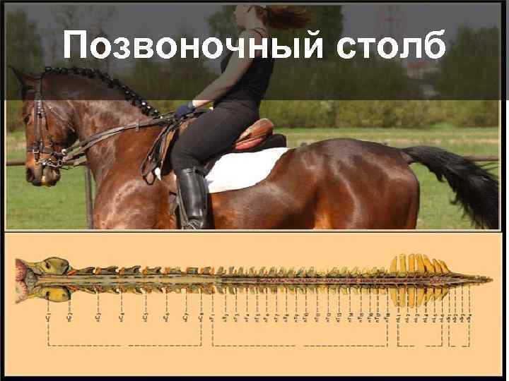 Позвоночный столб 