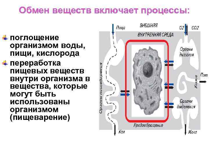 Книга обмен веществ