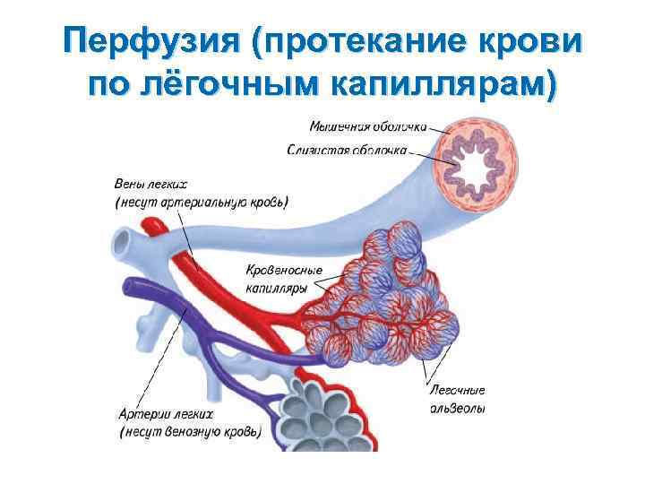 Перфузия (протекание крови по лёгочным капиллярам) 