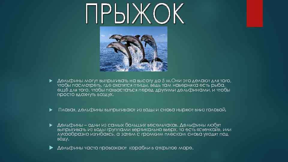  Дельфины могут выпрыгивать на высоту до 5 м. Они это делают для того,