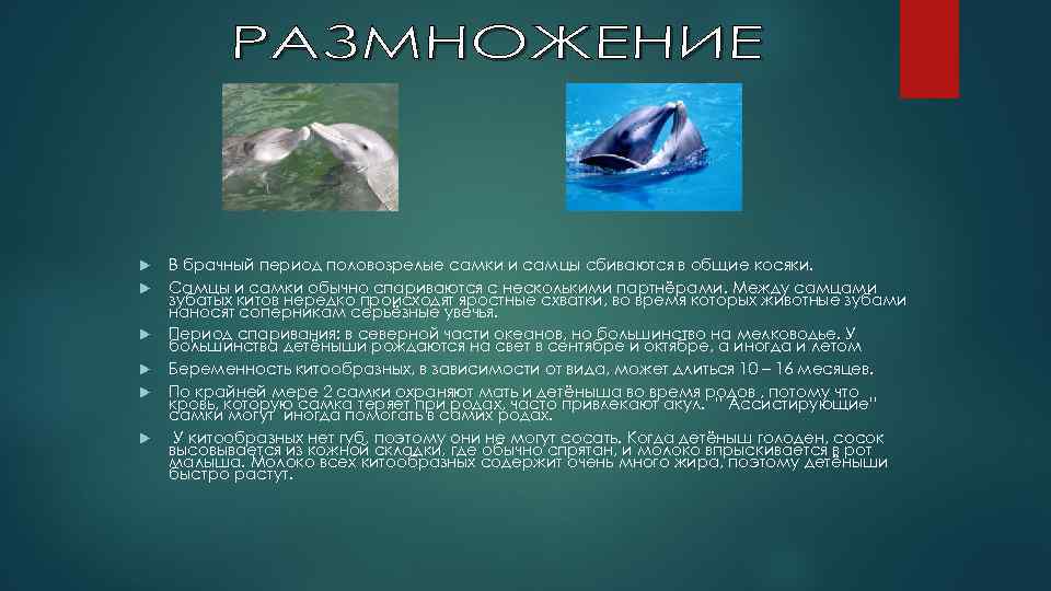  В брачный период половозрелые самки и самцы сбиваются в общие косяки. Самцы и