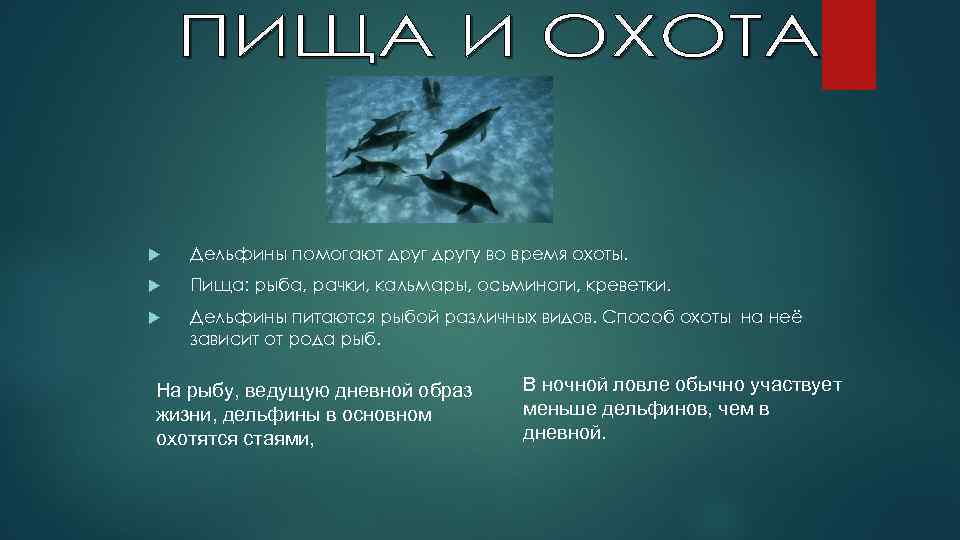  Дельфины помогают другу во время охоты. Пища: рыба, рачки, кальмары, осьминоги, креветки. Дельфины