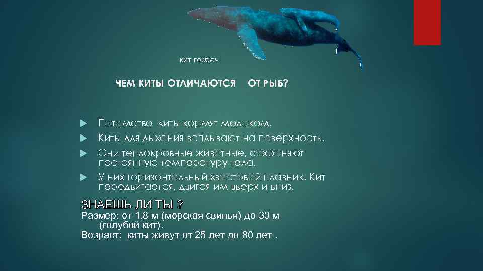 кит горбач ЧЕМ КИТЫ ОТЛИЧАЮТСЯ ОТ РЫБ? Потомство киты кормят молоком. Киты для дыхания