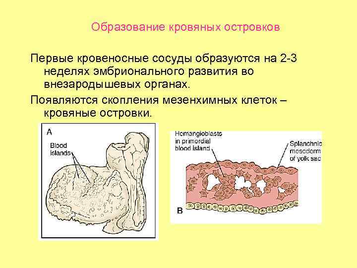 Образование кровяных островков Первые кровеносные сосуды образуются на 2 -3 неделях эмбрионального развития во