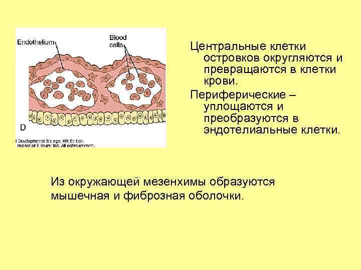 Центральные клетки островков округляются и превращаются в клетки крови. Периферические – уплощаются и преобразуются