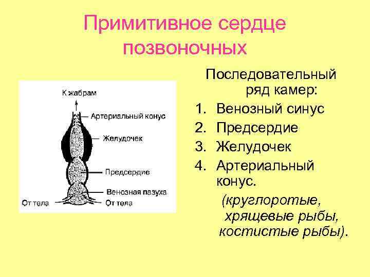 Примитивное сердце позвоночных Последовательный ряд камер: 1. Венозный синус 2. Предсердие 3. Желудочек 4.