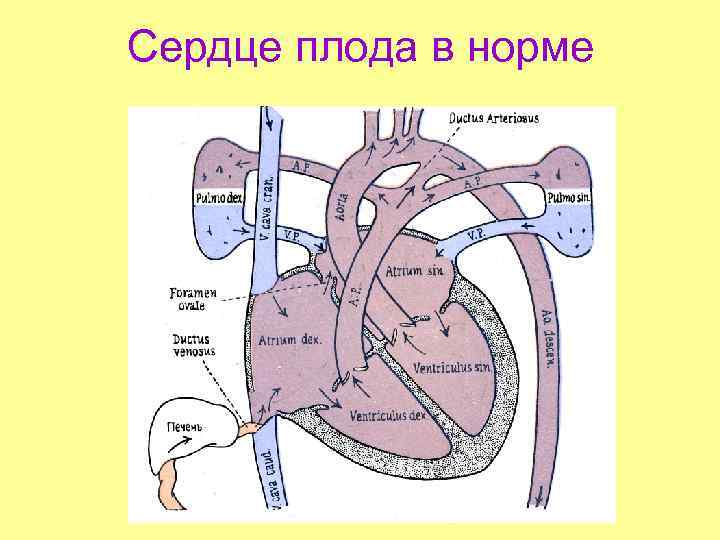 Сердце плода в норме 