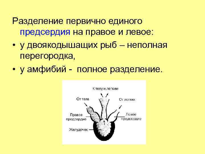 Разделение первично единого предсердия на правое и левое: • у двоякодышащих рыб – неполная