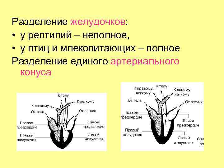 Разделение желудочков: • у рептилий – неполное, • у птиц и млекопитающих – полное