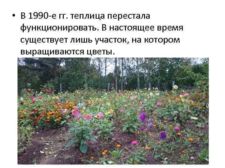  • В 1990 -е гг. теплица перестала функционировать. В настоящее время существует лишь