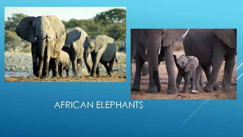 AFRICAN ELEPHANTS 