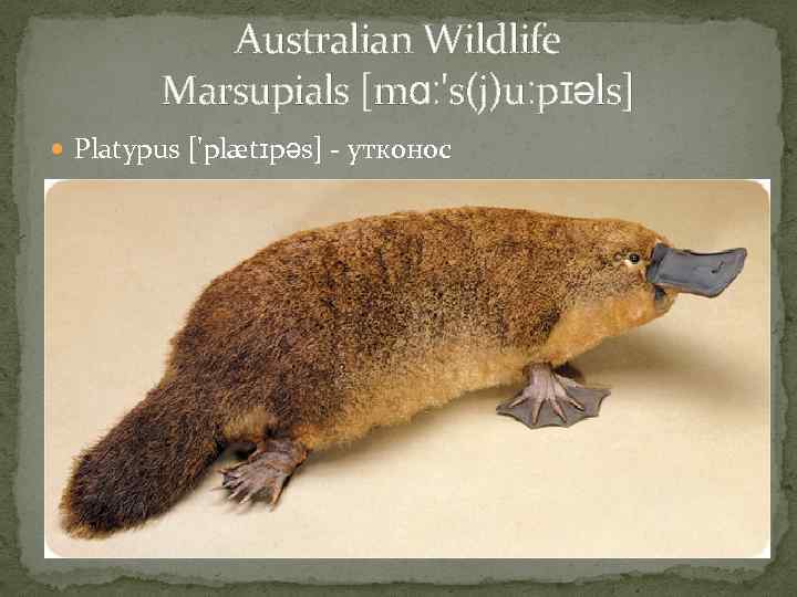 Australian Wildlife Marsupials [mɑː's(j)uːpɪəls] Platypus ['plætɪpəs] - утконос 