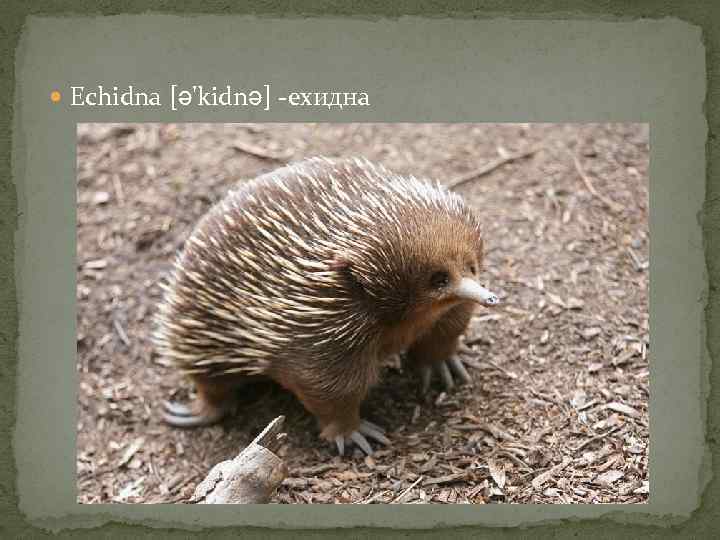  Echidna [ə'kidnə] -ехидна 