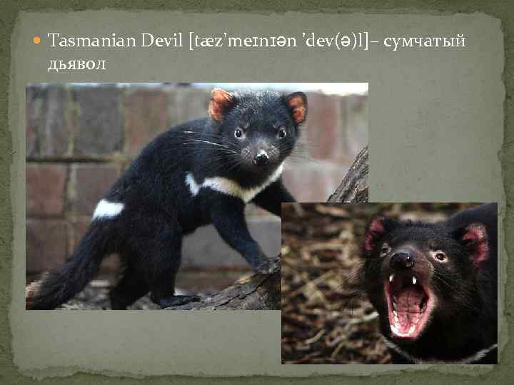  Tasmanian Devil [tæz'meɪnɪən 'dev(ə)l]– сумчатый дьявол 