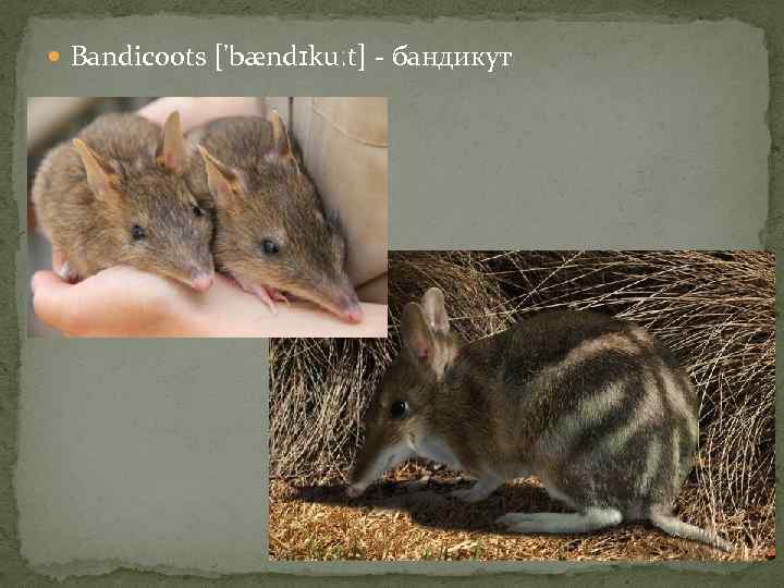  Bandicoots ['bændɪkuːt] - бандикут 