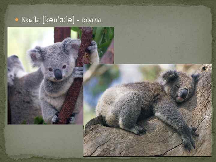  Koala [kəu'ɑːlə] - коала 