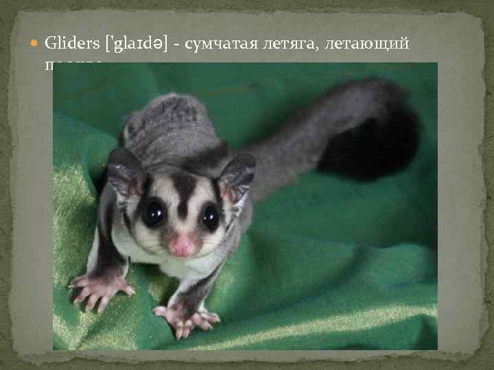  Gliders ['glaɪdə] - сумчатая летяга, летающий поссум 