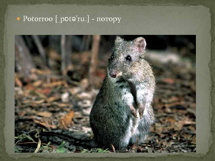  Potorroo [ˌpɒtə'ruː] - потору 