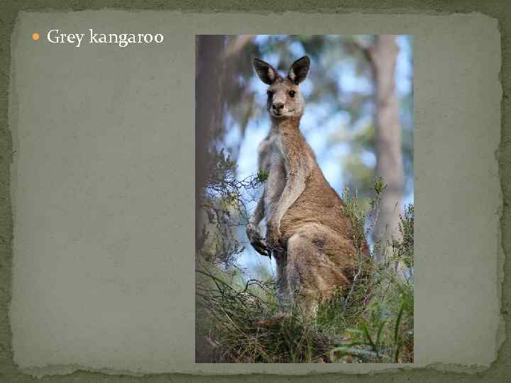  Grey kangaroo 