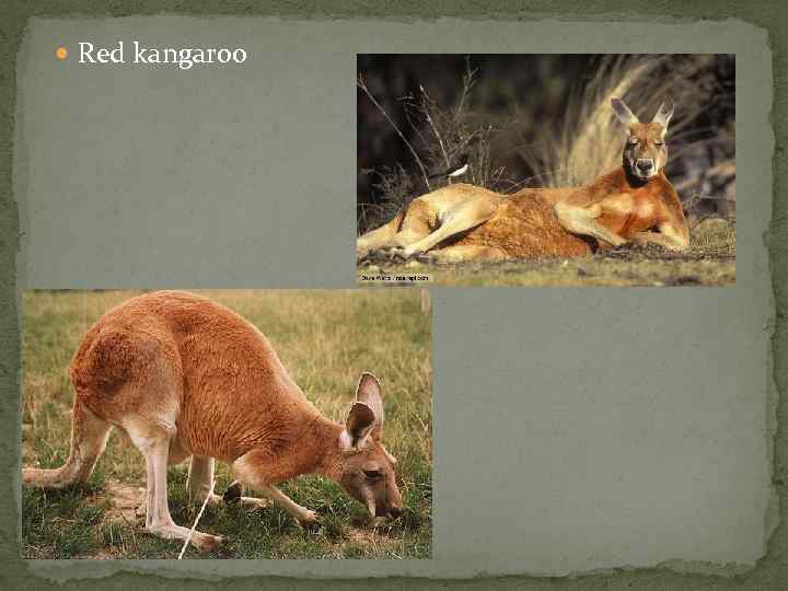  Red kangaroo 