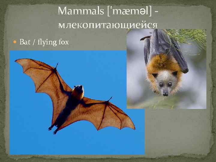 Mammals ['mæməl] млекопитающиейся Bat / flying fox 