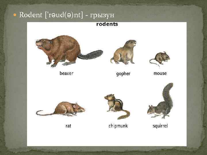 Mouse перевод на русский язык с английского