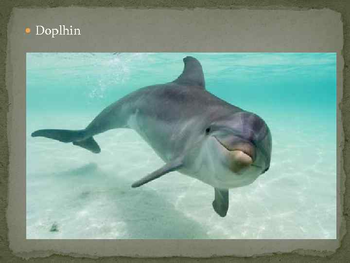  Doplhin 