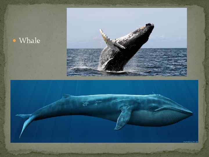  Whale 