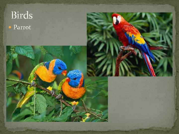 Birds Parrot 