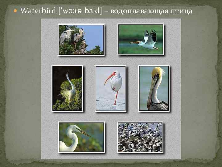  Waterbird ['wɔːtəˌbɜːd] – водоплавающая птица 