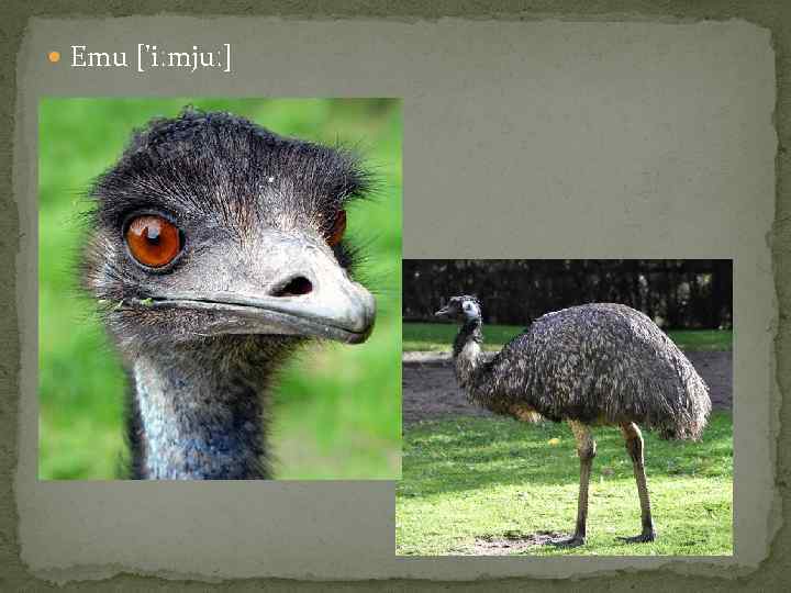  Emu ['iːmjuː] 