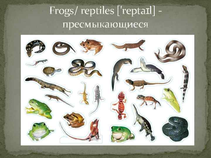 Frogs/ reptiles ['reptaɪl] пресмыкающиеся 
