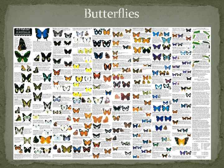 Butterflies 