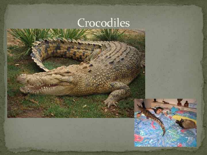 Crocodiles 