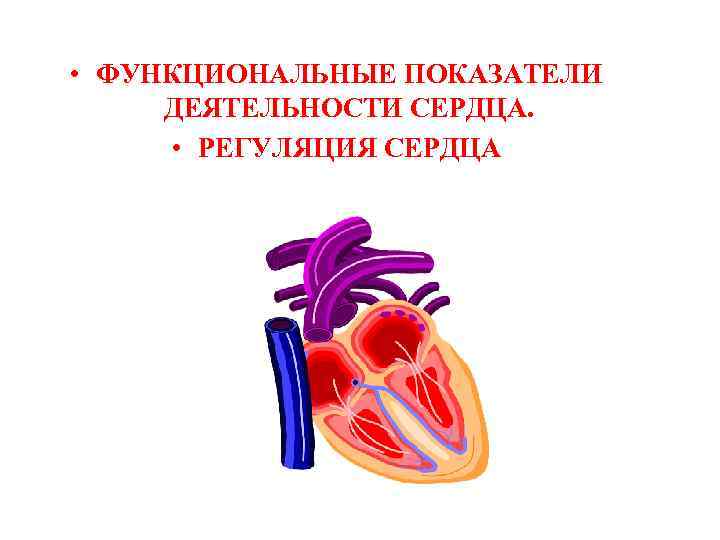  • ФУНКЦИОНАЛЬНЫЕ ПОКАЗАТЕЛИ ДЕЯТЕЛЬНОСТИ СЕРДЦА. • РЕГУЛЯЦИЯ СЕРДЦА 