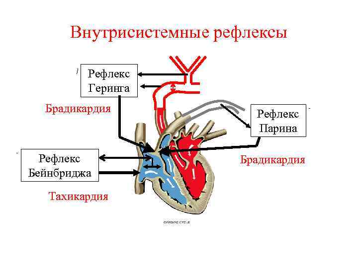 Внутрисистемные рефлексы Рефлекс Геринга Брадикардия Рефлекс Бейнбриджа Тахикардия Рефлекс Парина Брадикардия 