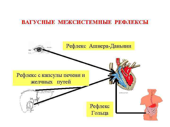 ВАГУСНЫЕ МЕЖСИСТЕМНЫЕ РЕФЛЕКСЫ Рефлекс Ашнера-Даньини Рефлекс с капсулы печени и желчных путей Рефлекс Гольца