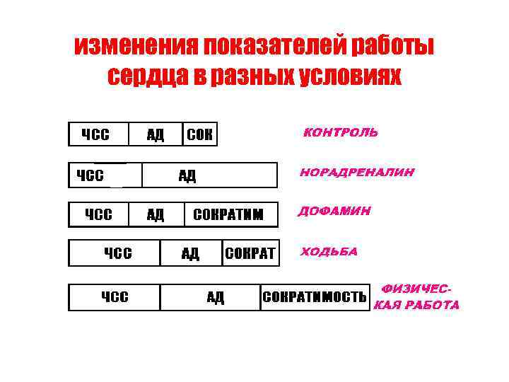 изменения показателей работы сердца в разных условиях 