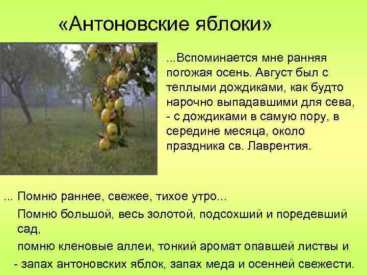  «Антоновские яблоки» . . . Вспоминается мне ранняя погожая осень. Август был с