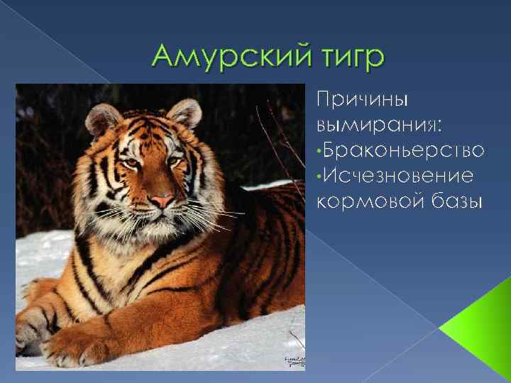 Амурский тигр Причины вымирания: • Браконьерство • Исчезновение кормовой базы 