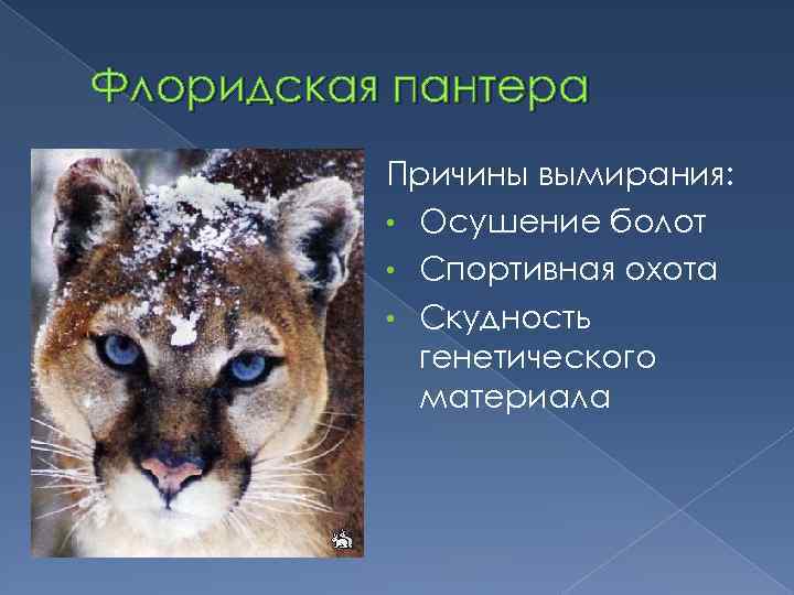 Флоридская пантера Причины вымирания: • Осушение болот • Спортивная охота • Скудность генетического материала