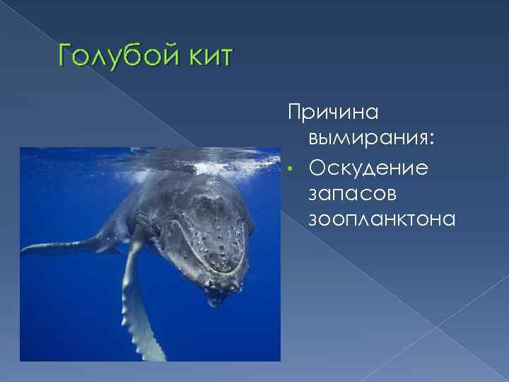 Голубой кит Причина вымирания: • Оскудение запасов зоопланктона 