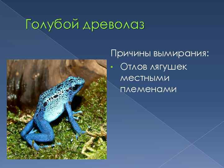 Голубой древолаз Причины вымирания: • Отлов лягушек местными племенами 