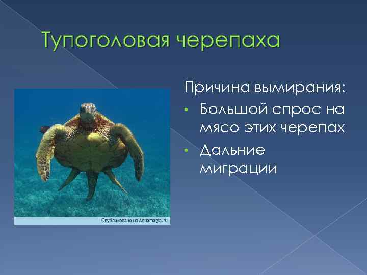 Тупоголовая черепаха Причина вымирания: • Большой спрос на мясо этих черепах • Дальние миграции