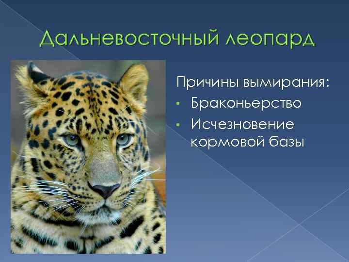 Дальневосточный леопард Причины вымирания: • Браконьерство • Исчезновение кормовой базы 