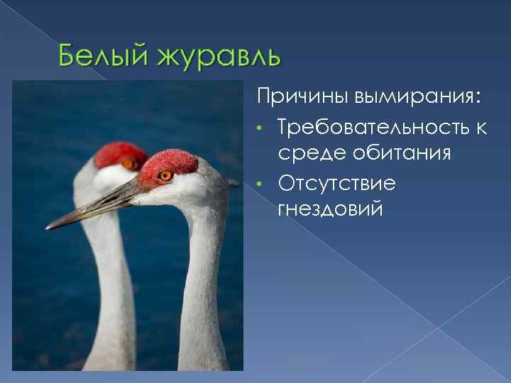 Белый журавль Причины вымирания: • Требовательность к среде обитания • Отсутствие гнездовий 