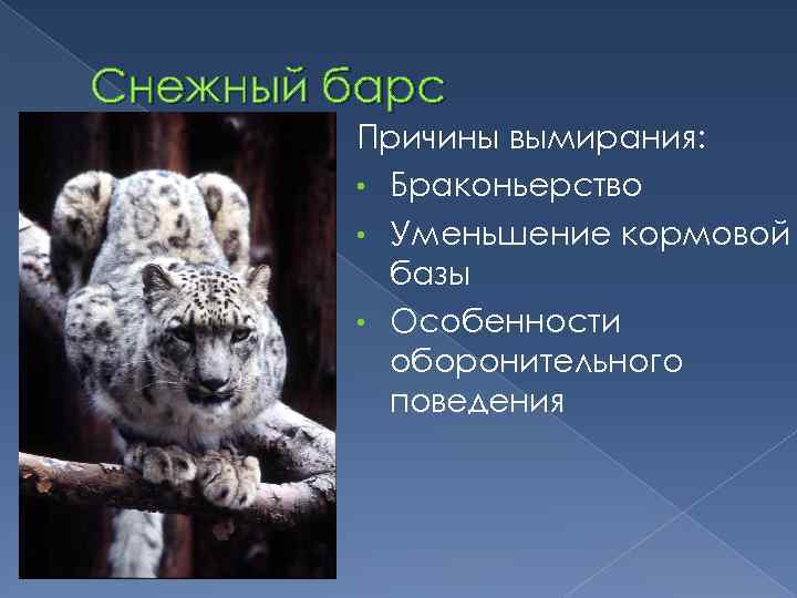 Снежный барс Причины вымирания: • Браконьерство • Уменьшение кормовой базы • Особенности оборонительного поведения